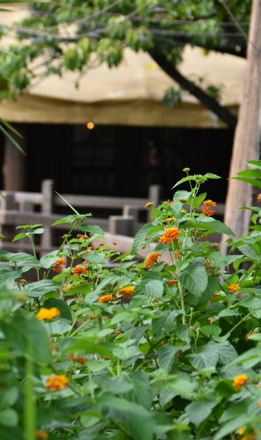 f:id:flowerTDR:20191023085324j:image