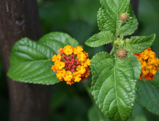 f:id:flowerTDR:20191023085338j:image