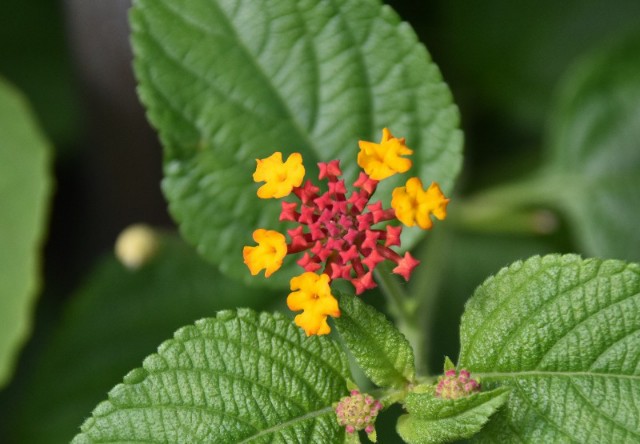 f:id:flowerTDR:20191023085353j:image