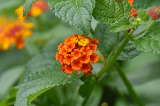 f:id:flowerTDR:20191023085425j:image