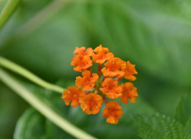 f:id:flowerTDR:20191023085435j:image