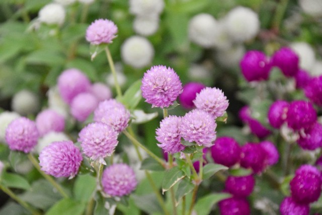 f:id:flowerTDR:20191105090624j:image