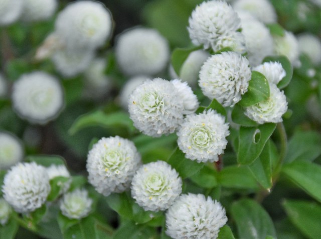 f:id:flowerTDR:20191105090632j:image