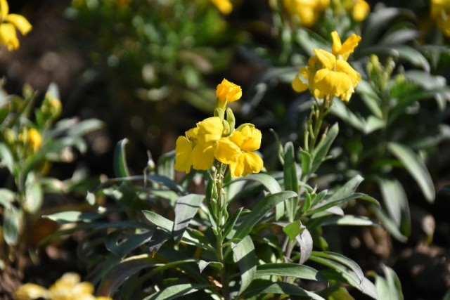 f:id:flowerTDR:20191212071830j:image