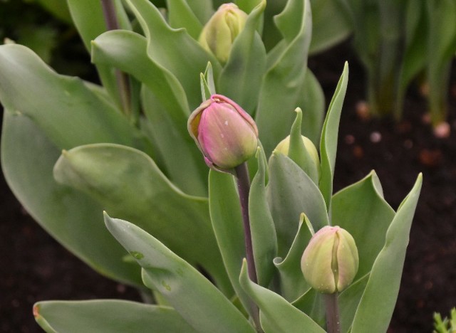 f:id:flowerTDR:20191215071206j:image