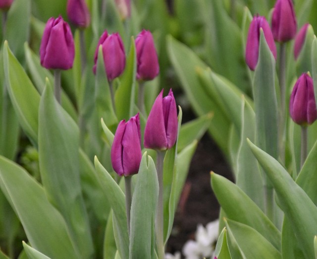 f:id:flowerTDR:20191215071216j:image