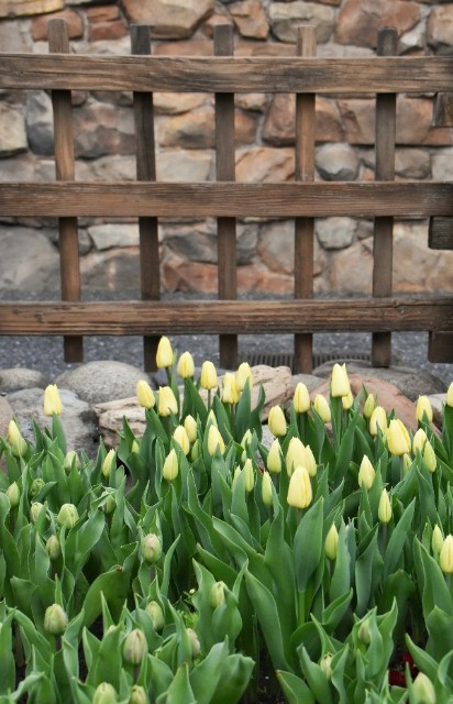 f:id:flowerTDR:20191215071224j:image