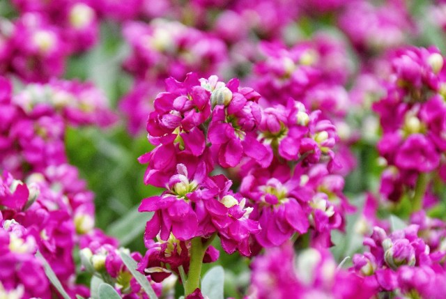 f:id:flowerTDR:20191217090844j:image