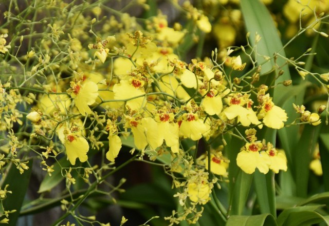 f:id:flowerTDR:20191223091915j:image