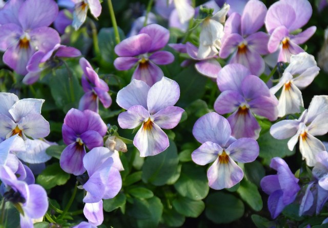 f:id:flowerTDR:20191224090455j:image