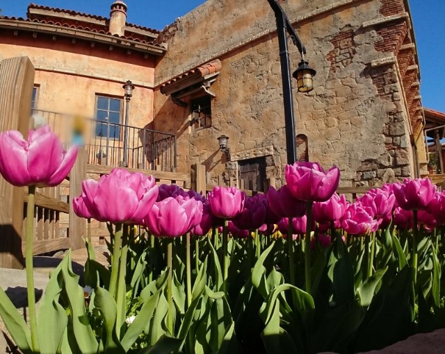 f:id:flowerTDR:20200106073302j:image