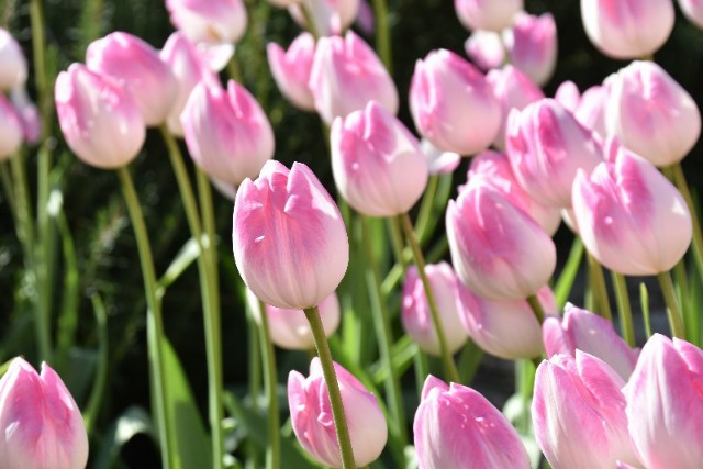 f:id:flowerTDR:20200106073311j:image