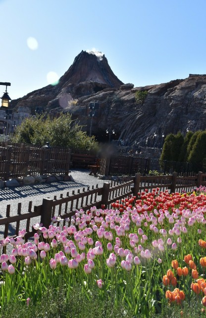 f:id:flowerTDR:20200106073328j:image