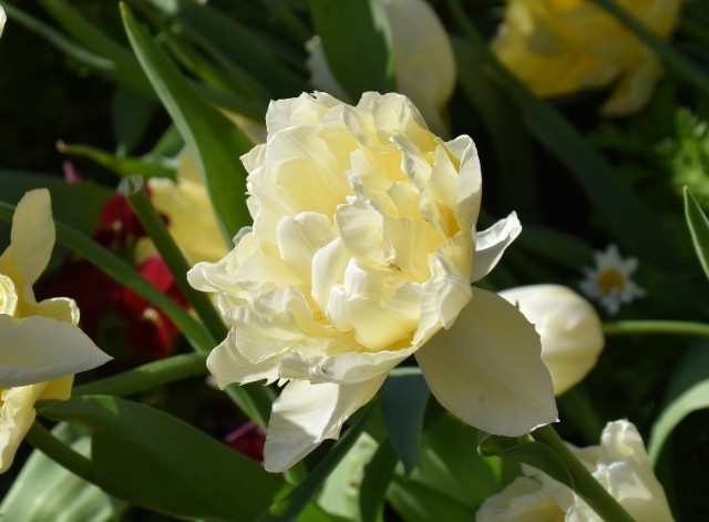 f:id:flowerTDR:20200106073339j:image