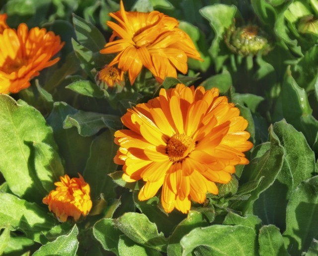f:id:flowerTDR:20200107092527j:image