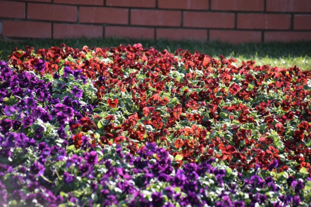 f:id:flowerTDR:20200111080030j:image