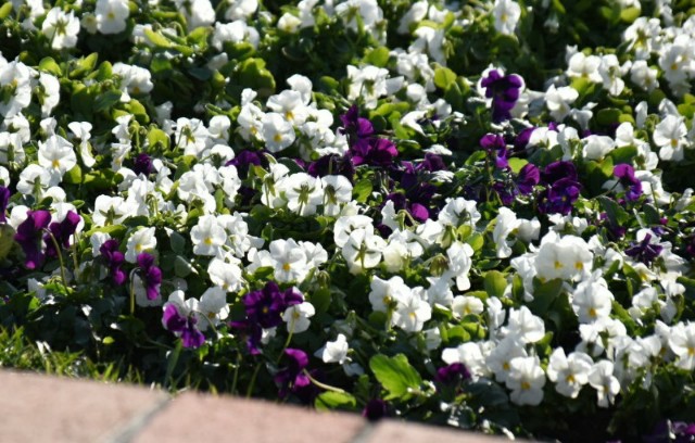 f:id:flowerTDR:20200111080041j:image
