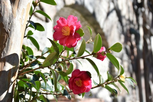 f:id:flowerTDR:20200112063235j:image