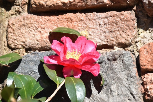 f:id:flowerTDR:20200112063254j:image