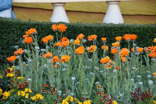 f:id:flowerTDR:20200114090610j:image