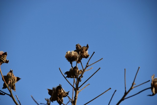 f:id:flowerTDR:20200117080758j:image
