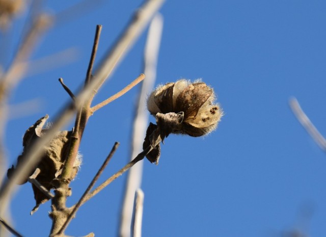 f:id:flowerTDR:20200117080816j:image