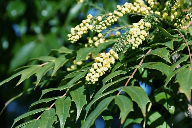 f:id:flowerTDR:20200119094136j:image