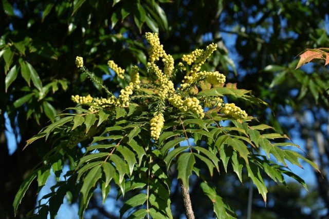 f:id:flowerTDR:20200119094146j:image