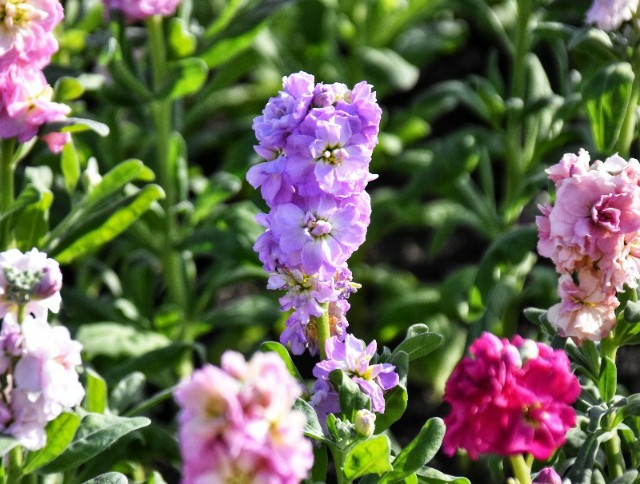 f:id:flowerTDR:20200121073252j:image