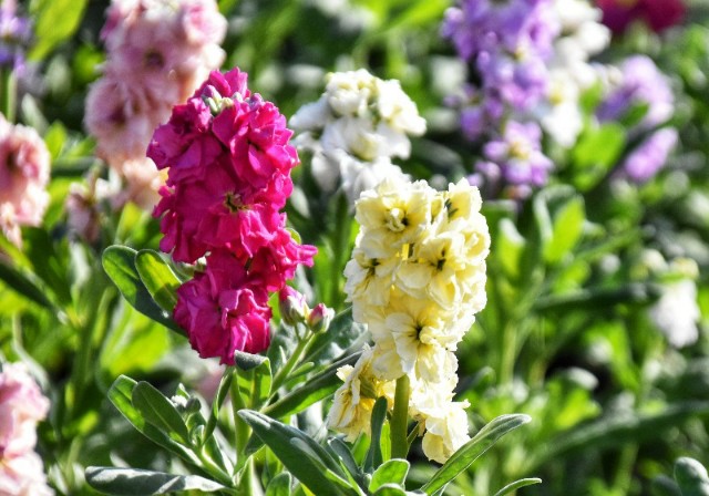 f:id:flowerTDR:20200121073302j:image