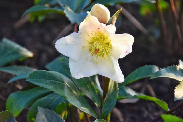 f:id:flowerTDR:20200125080201j:image