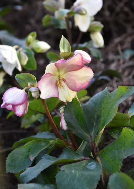 f:id:flowerTDR:20200125080208j:image
