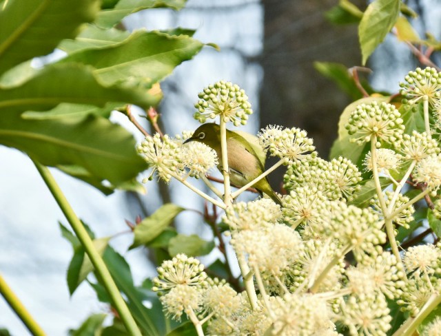 f:id:flowerTDR:20200126181517j:image