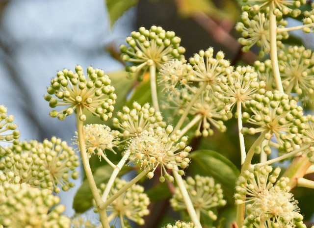 f:id:flowerTDR:20200126181527j:image