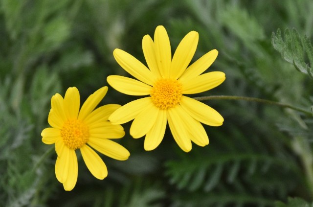 f:id:flowerTDR:20200130094724j:image
