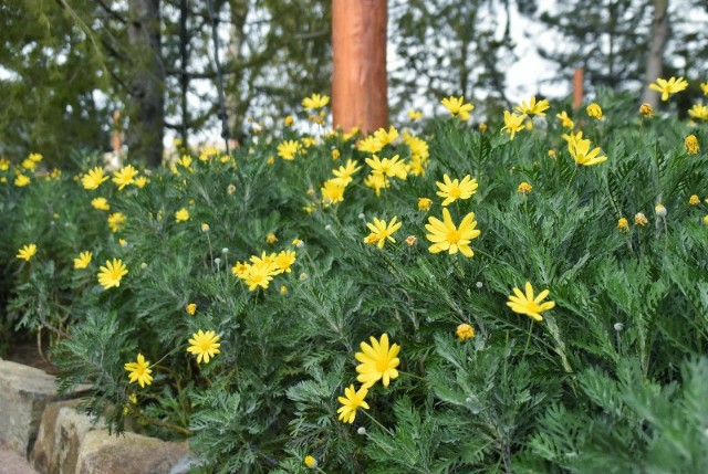 f:id:flowerTDR:20200130094738j:image