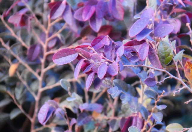 f:id:flowerTDR:20200210125020j:image f:id:flowerTDR:20200210125020j:image
