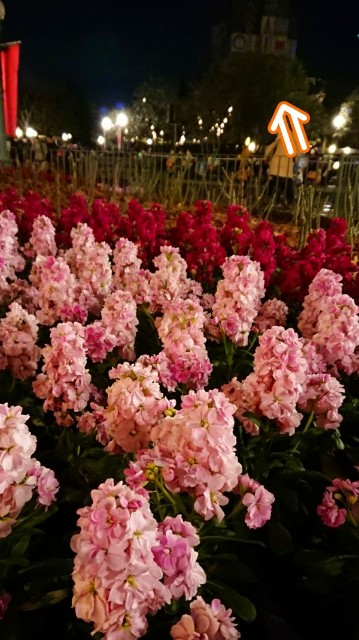 f:id:flowerTDR:20200212125027j:image f:id:flowerTDR:20200212125027j:image