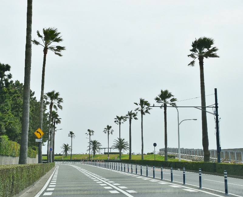 f:id:flowerTDR:20200401073926j:image