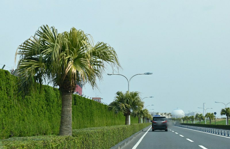 f:id:flowerTDR:20200401074043j:image