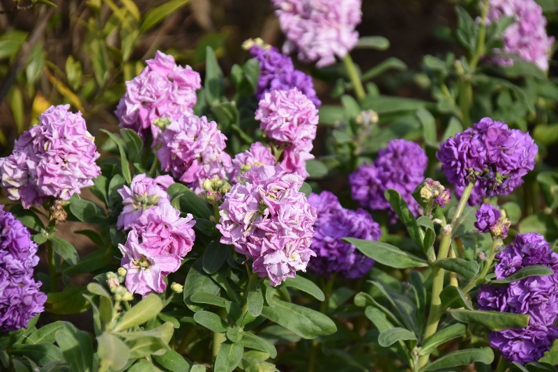 f:id:flowerTDR:20200407092500j:image