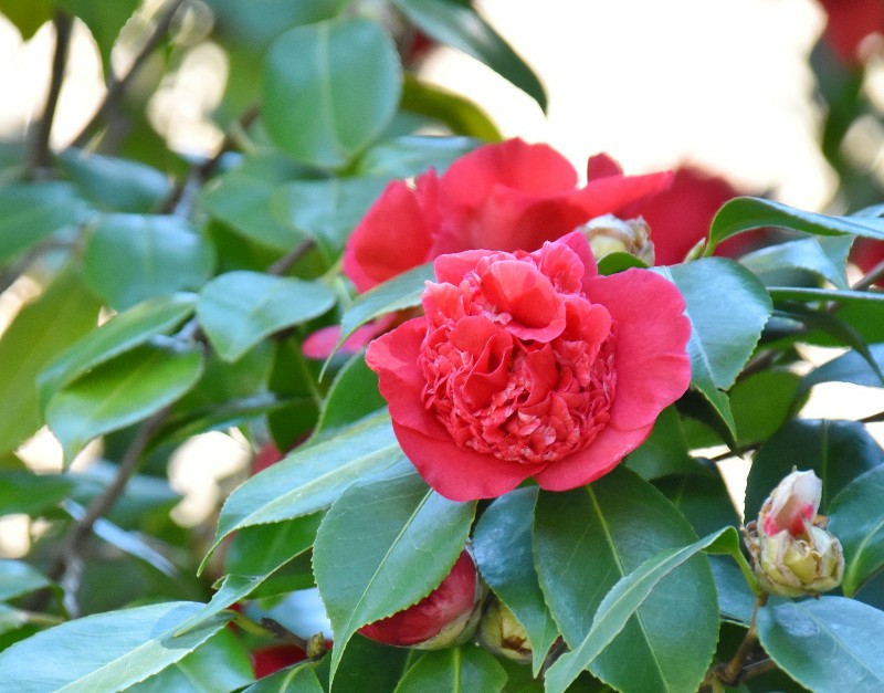 f:id:flowerTDR:20200408092903j:image
