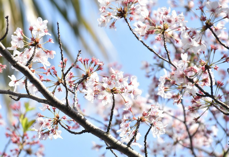 f:id:flowerTDR:20200409092436j:image