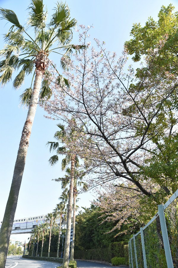 f:id:flowerTDR:20200409092530j:image