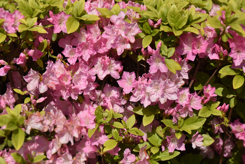 f:id:flowerTDR:20200409235048j:plain
