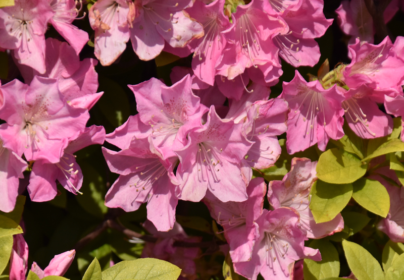 f:id:flowerTDR:20200409235059j:plain