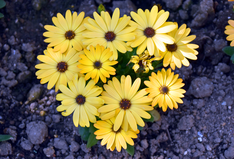 f:id:flowerTDR:20200411082100j:plain