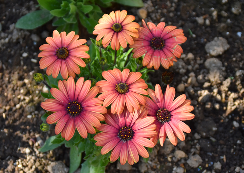 f:id:flowerTDR:20200411082109j:plain