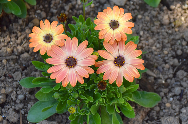 f:id:flowerTDR:20200411082120j:plain