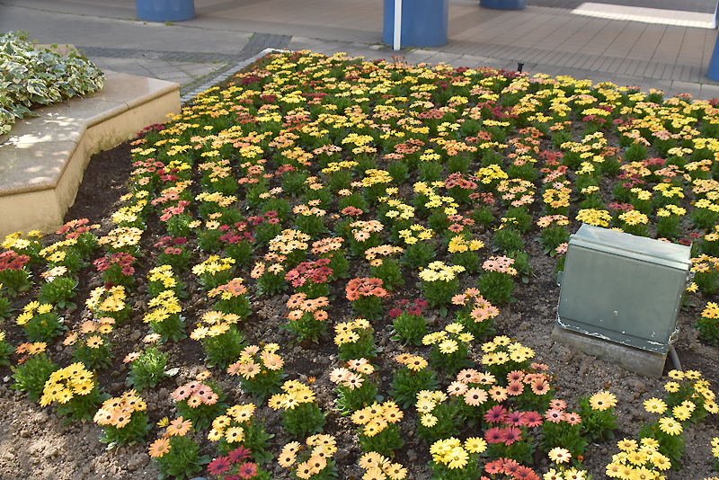 f:id:flowerTDR:20200411082145j:plain